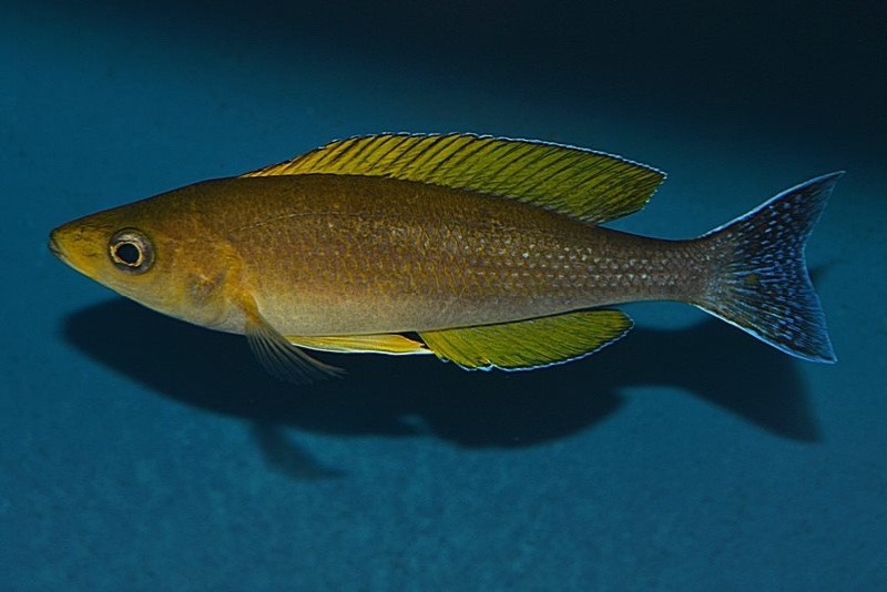 Cyprichromis coloratus